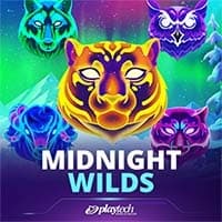 Midnight Wild